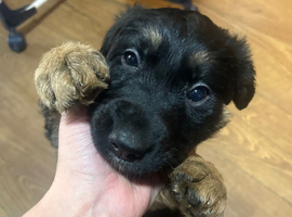 Shollie pups for sale