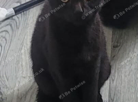 5 cats