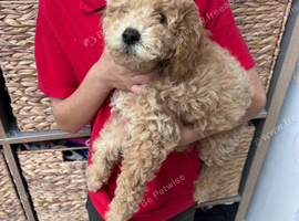Mini goldendoodles for sale LAST GIRL LEFT