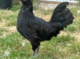 Polish cockerel for sale