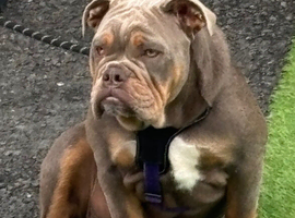 Blue English Bulldog Girl