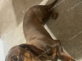 Dachshund