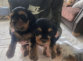 Yorkiepoo puppies