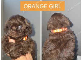Shorkie