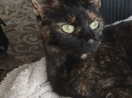 Female Part siamese choc brown  totoishell