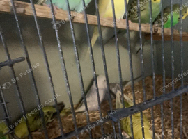 Beautiful young budgies this years
