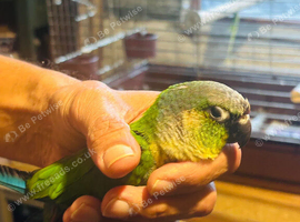 Green cheek baby conure