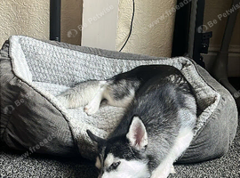 6 month female husky