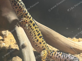 Leopard gecko on full set up