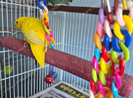 Hi I have a pair of linnies for rehomeing.