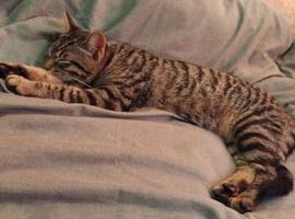 Grey tabby