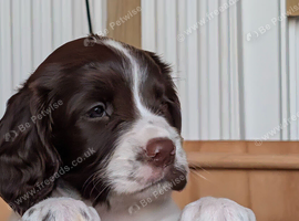 KC English Springer Spaniel Puppies