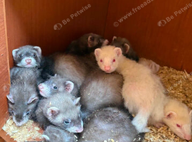 Baby ferrets