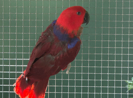 Hen Eclectus