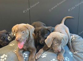 Lovely Silver and Charcoal Labrador puppies