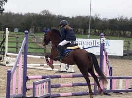 Stunning 12.2/3hh mare