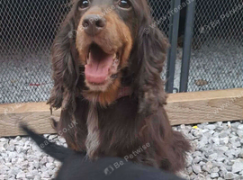 4 cocker spaniel puppies