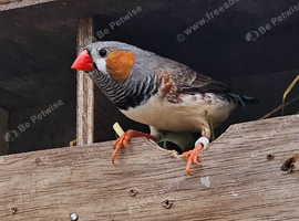 Zebra finch