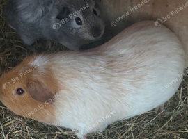 2 beautiful boars (boys)