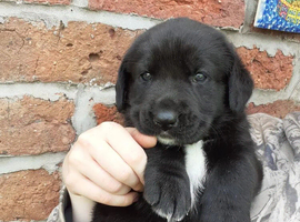 Beautiful Chunky Lab x Newfie Puppies