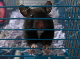 Hamster