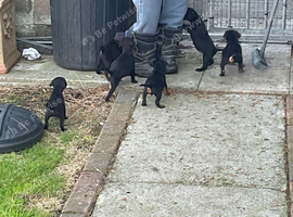 Lakie,Patterdale bitch pups x 2