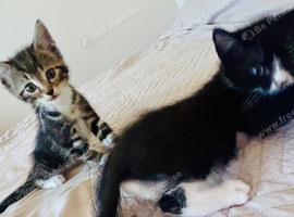 Kittens For Sale
