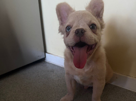 Fluffy French bulldog