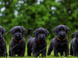 TRUE QUALITY GIANT SCHNAUZER PUPPIES
