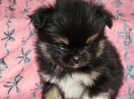 Very special pomchi boy