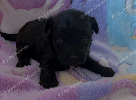 5 jack Russell cross jackapoo puppies