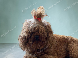 Asian toy poodle girl 3 year old