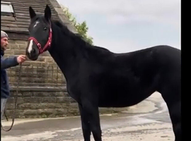 Beautiful 4-year-old Irish Sport Horse