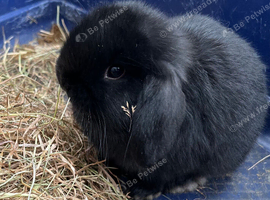Two Gorgeous Mini Lop Babies