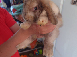 3 baby mini lops