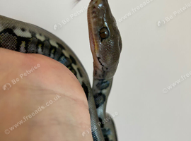 Jaguar Reticulated python ( PDH Anthrax Abino )