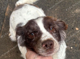 Cocker spaniel
