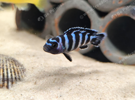 Malawi cichlid Demasoni Mbuna