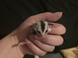 White face female Joey