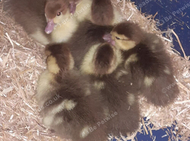6 chocolate muscovy day old duckling as hatched