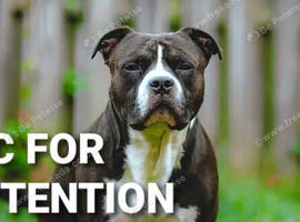 Wanted 1-2 year old dog