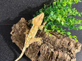 crested geckos