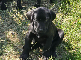 Beautiful litter of puppies Ready to go now