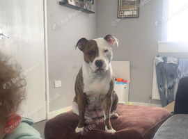 Female Staffordshire bull terrier