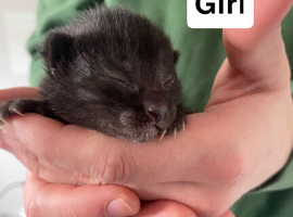 4 kittens