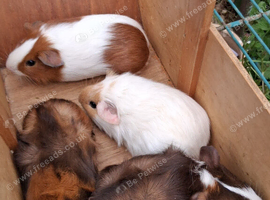 BABY MALE GUINEA PIGS