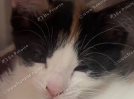 Kittens for sale half mainecoon