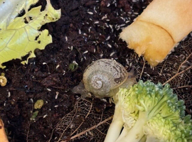 5 baby leucistic garden snails Cornu aspersum (syn. Helix aspersa)