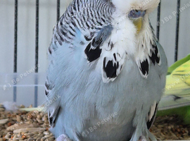 Female & male budgies