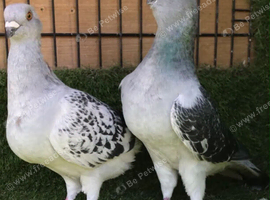 Syrian pigeon